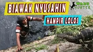 NGERI !!! BIAWAK MAU G1G1T WAJAHNYA !!!