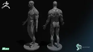 Male Anatomy Ecorche Sculpting in Zbrush Core (Complete Tutorial)