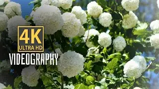 4K HIGH QUALITY | VIDEOGRAPHY | BY | SHOT RoshanKushwah | DYNAMIC |