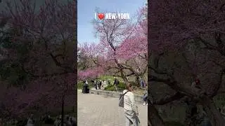 Color of Nature | Central Park | I Love New York