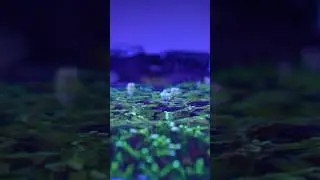 Ребята, я наконец-то могу заявить: &laquo;У меня из воды растут кораллы!&raquo; 😭