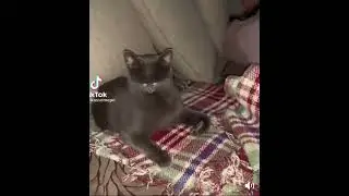 Cat shrink