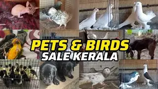 💖Puppys❤️Birds😁Goat😍rabbit😘duck🤣hen❤️low rate pets sale kerala🤩parava sale kerala😘new pets sale🤍