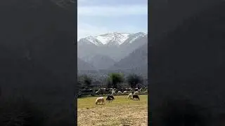 Горы Крита!🏔️ #crete #travel #nature #mountains #sheep #крит #природа #горы &kappa;&rho;ή&tau;&eta; #greece