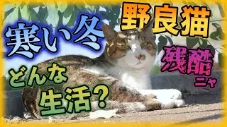 寒い冬の野良猫に残酷な問題