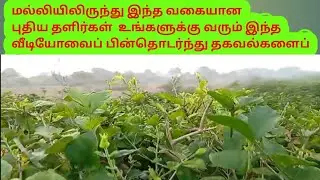 மல்லியிலிருந்து இந்த வகையான புதிய தளிர்கள் வரும் இந்த வீடியோவைப் பின்தொடர்ந்து தகவல்களைப் பெறுங்கள்.