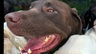 Balanced Obedience Dog and Puppy training specializes in Service Dogs and Puppies.