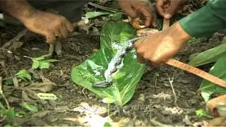 Measuring the size of baby Python