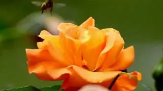 World Bee Day - 20 May, 2020