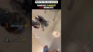 funny cat videos