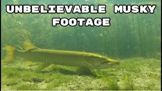 Rare Musky Footage (Crystal Clear Waters)