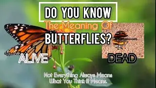 🦋 I Found A Dead Butterfly And This Is What It Means... (Not What You Might Think)🦋