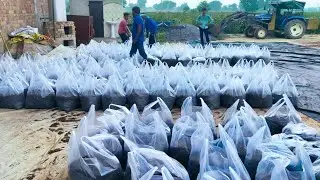 Bag filling || Button mushroom spawning #ruralstory