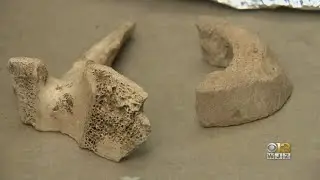 Elkridge excavation unearths keys to Maryland's past