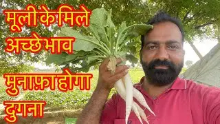 मूली की खेती की जानकारी मूली कितने दिनों तक उखाड़े muli ki harvesting kaise kare #mulikikheti#