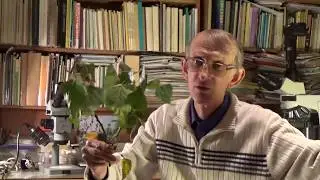 Кто Такие Тли на Осенних Тополях? Экскурсия Энтомолога.