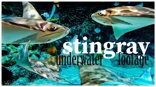 UNDERWATER FOOTAGE ft. the STINGRAY | Grand Aquarium Ocean Park Hongkong