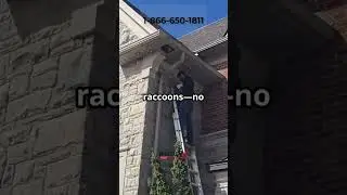 Humane Raccoon Removal by Brilliex Pest Control | Safe & Effective Solutions #wildlife