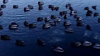 Утки на реке
