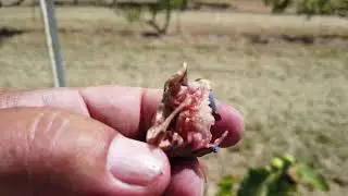 Blaveta (Campos) Fig
