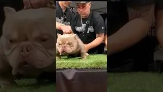 Crown & Murder baby.        #americanbully #dog #viral #viralvideos