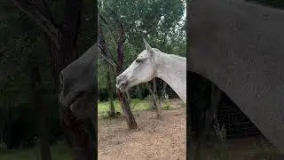 Horses talking to each other #horse #rescueanimals #animals #cuteanimals