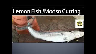 BIG LEMON FISH SLICING| | MODSO FISH FILLET| | SEA FISH CUTTING