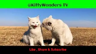Cat-tastic Conspiracy Theories🌐🐾 #CatConspiracies #KittyWondersTV