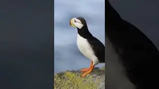 johnson | A horned puffin surveys the sea outside its nest on Round Island, Alaska.