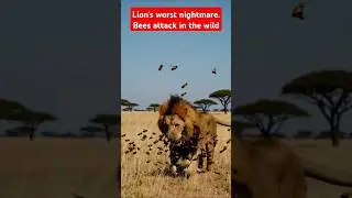 Lion vs Bees:when the king of the jungle faces the buzzing army #lion #wildlife #wildanimals #shorts