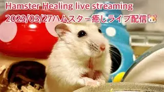 Hamster Healing live streaming2023/03/27ハムスター癒しライブ配信🐹 #ハムスター #hamster #薔薇です🌹#baradesu #cute