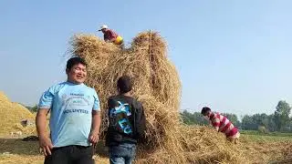 पराल थन्काउँदै गरेको 