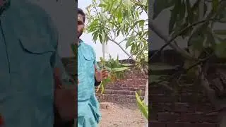 How to do pruning in #mango tree | 3:2:3 pruning