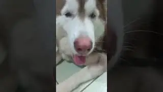 Husky Duties 🐺🦴❤️