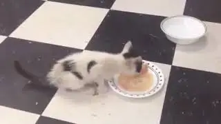 Rescued talking cute kitten SAYS NOM - enjoying first meal