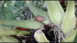 Snails and Slugs - Big Enemy for Orchids -  orchid pests