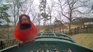 Cardinal in Virginia #birds #backyard #birdwatching #birdfeeder #birdfeeding #bird #kiwibit #beako