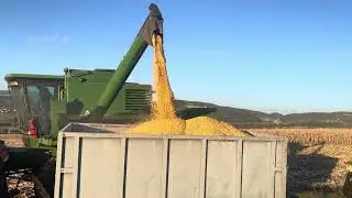 Korrja e misrit 2024 corn harvest Kosova