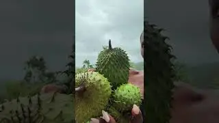 When The Land Provides. 🇯🇲
