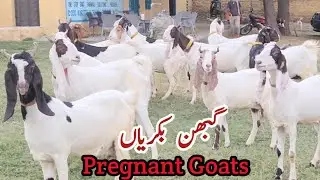 Pregnant Pateri Goats | Goat Farming | 19 October 2025 |