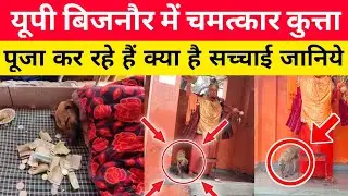 Bijnor Dog Viral News, क्या सच में कुत्ता चमत्कार है जानिए असली सचाई 