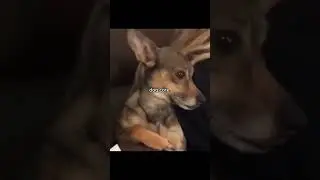 🐶 core #dogcore #funny #dog #relax