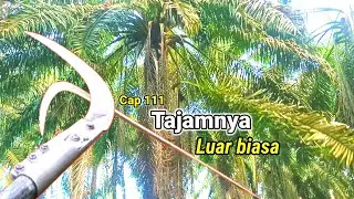 Cap111 Sabit Sawit Tajamnya luar biasa || Pruning sawit Pokok Tinggi 9m Jadi Mudah Dan Cepat