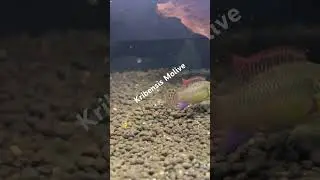 Kribensis Molive
