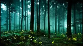 Bhimashankar Wildlife Reserve  The glowing forest of India