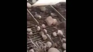 Picking Rocks