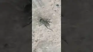 Gryllinae insect #shortvideo