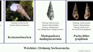 Weichtier, Ordnung Sorbeoconcha mollusca christiani Gemeine Wendeltreppe Epitonium Bobby Echte