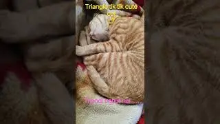 #triangle tik tik cute cat #crazily #crazycute #cuteanimal #cutecat #kitten shorts #kittu #cute