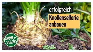 Sellerie erfolgreich anbauen | Knollensellerie | Gem&uuml;seanbau im Garten